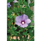 Photo Courtesy of Alpha Nursery