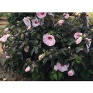 Photo Courtesy of Star® Roses & Plants