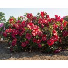 Photo Courtesy of Star® Roses & Plants