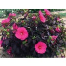 Photo Courtesy of Star® Roses & Plants
