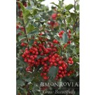 Photo Courtesy of Monrovia