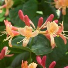 Image courtest JRT Nurseries