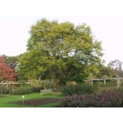 SKYLINE HONEYLOCUST ©photo by ArborTanics inc.