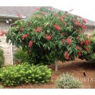 Photo Courtesy of Monrovia
