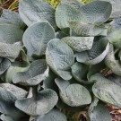 Photo Courtesy of Walter's Gardens, Inc.