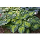 Photo Courtesy of Ball Horticultural Company