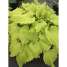 Photo Courtesy of Ball Horticultural Company