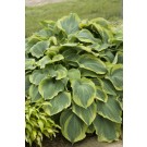 Photo Courtesy of Ball Horticultural Company