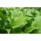 Hosta, Aphrodite