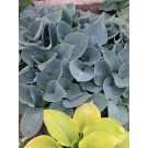 Photo Courtesy of Walter's Gardens, Inc.