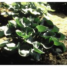 Photo Courtesy of Bailey Nurseries Inc.