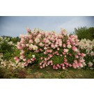 Photo Courtesy of Bailey Nurseries Inc.