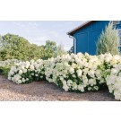 Photo Courtesy of Bailey Nurseries Inc.