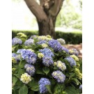 Photo Courtesy of Greenleaf Nursery Company