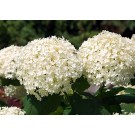 Hydrangea, Seaside Serenade® Bar Harbor Annabelle