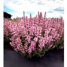 Photo Courtesy of TERRA NOVA® Nurseries, Inc.