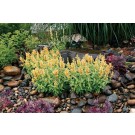 Photo Courtesy of TERRA NOVA® Nurseries, Inc.
