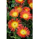 Photo Courtesy of Concept Plants