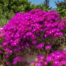 Photo Courtesy of Syngenta Flowers