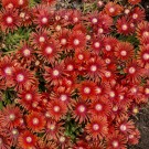 Photo Courtesy of Walter's Gardens, Inc.
