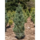 Pine, Bristlecone 'Horstmann'