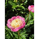 Photo Courtesy of Ball Horticultural Company
