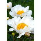 Peony, Jan Van Leeuwen