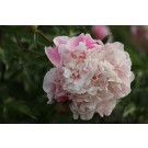 Peony, Mr. Ed