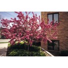 Crabapple, Indian Magic 