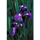 Iris, Alaskan Azure Blue