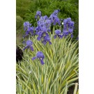 Photo Courtesy of Bailey Nurseries Inc.