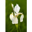 Iris, Siberian Snow Queen 