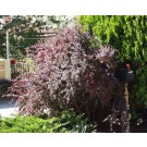 Japanese Red Barberry ©photo ArborTanics Inc.