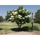 Japanese Tree Lilac ©photo ArborTanics Inc.