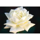Rose, John F. Kennedy