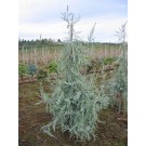 Photo Courtesy of Russell's Nursery, Inc. 