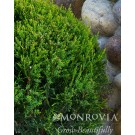 Photo Courtesy of Monrovia