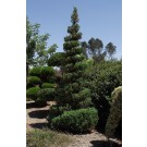 Juniper, Spearmint 
