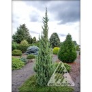 Photo Courtesy of Iseli Nursery