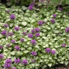 Photo Courtesy of Walter's Gardens, Inc.