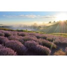 Lavender, Provence 