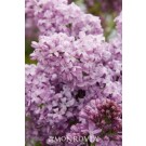Lilac, Lavender Lady 