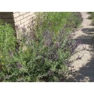 Leadplant...©photo Arbortanics Inc.