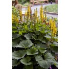 Photo Courtesy of Bailey Nurseries Inc.