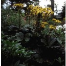 Photo Courtesy of Bailey Nurseries Inc.