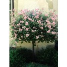 Photo Courtesy of Bailey Nurseries Inc.