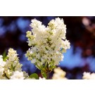 Lilac, Japanese Tree Summer Storm