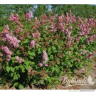 Photo Courtesy of Bylands Nurseries Ltd.