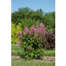 Photo Courtesy of Bailey Nurseries Inc.
