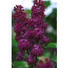 Photo Courtesy of Bailey Nurseries Inc.